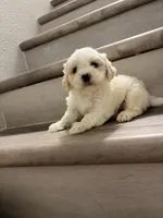 Coco , a male Shih Tzu for sale in Houston, TX – 1 of 3