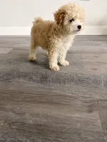 Lola, a female Maltipoo for sale in Houston, TX – 2 of 4