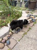 Oreo , a male Maltipoo for sale in Houston, TX – 2 of 3