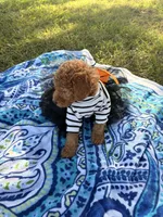 Princess , a female Poodle - Miniature  for sale in Houston, TX – 5 of 10