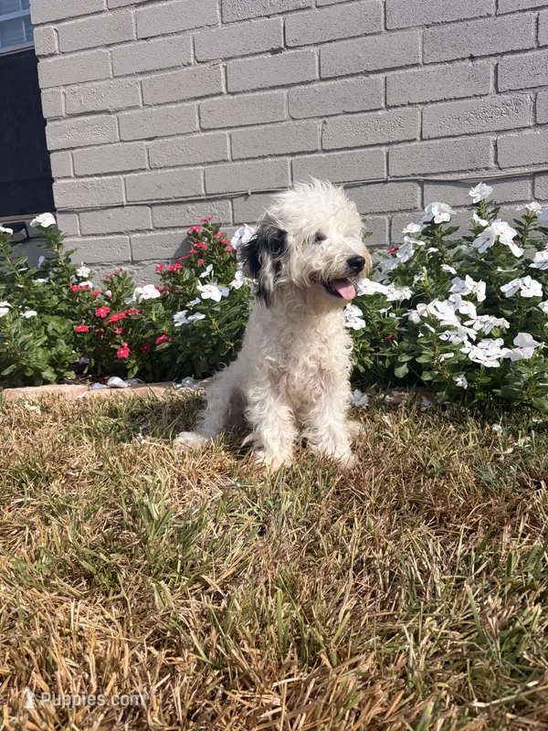 Lola – Maltipoo puppy for sale in Houston, TX