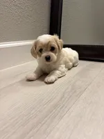 Rufus, a male Maltipoo for sale in Houston, TX – 2 of 4