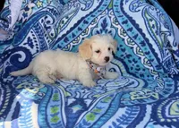 Toby , a male Maltipoo for sale in Houston, TX – 2 of 7