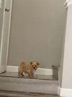 Bisquit , a male Maltipoo for sale in Houston, TX – 2 of 5