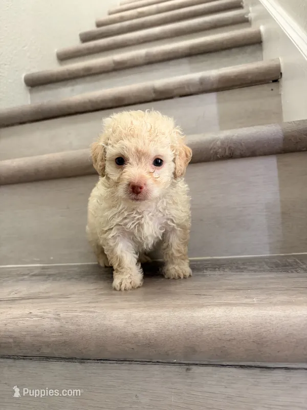 Poppy – Maltipoo puppy for sale in Houston, TX