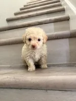 Poppy, a male Maltipoo for sale in Houston, TX – 1 of 7