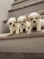 Coco , a male Shih Tzu for sale in Houston, TX – 3 of 3