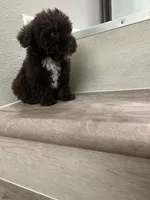 Max, a male Maltipoo for sale in Houston, TX – 2 of 3
