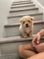 Bisquit , a male Maltipoo for sale in Houston, TX – 4 of 5