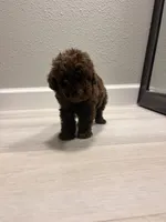 Coco, a male Poodle - Miniature  for sale in Houston, TX – 3 of 6