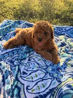 Apollo , a male Poodle - Miniature  for sale in Houston, TX – 5 of 8
