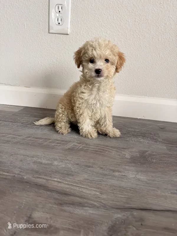 Lola – Maltipoo puppy for sale in Houston, TX