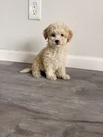 Lola, a female Maltipoo for sale in Houston, TX – 1 of 4