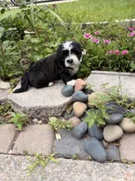 Oreo , a male Maltipoo for sale in Houston, TX – 3 of 3
