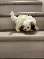 Luke , a male Shih Tzu for sale in Houston, TX – 3 of 3