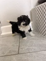 Luna , a female Maltipoo for sale in Houston, TX – 4 of 5