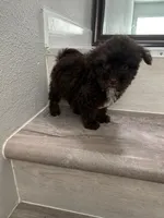 Max, a male Maltipoo for sale in Houston, TX – 3 of 3