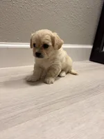 Tiny, a male Maltipoo for sale in Houston, TX – 4 of 5