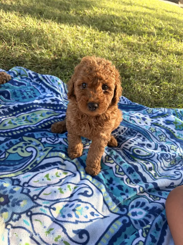 Apollo  – Poodle - Miniature  puppy for sale in Houston, TX