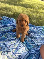 Apollo , a male Poodle - Miniature  for sale in Houston, TX – 1 of 8