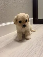 Tiny, a male Maltipoo for sale in Houston, TX – 1 of 5