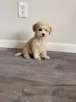 Lola, a female Maltipoo for sale in Houston, TX – 3 of 4