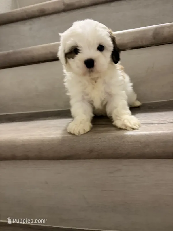 Luke  – Shih Tzu puppy for sale in Houston, TX