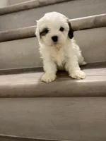 Luke , a male Shih Tzu for sale in Houston, TX – 1 of 3