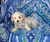 Toby , a male Maltipoo for sale in Houston, TX – 4 of 7