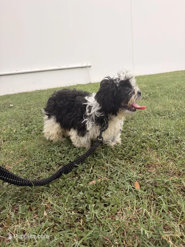 Oreo  – Shih Tzu puppy for sale in Houston, TX