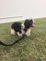 Oreo , a male Shih Tzu for sale in Houston, TX – 1 of 2