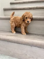 Red, a male Poodle - Miniature  for sale in Houston, TX – 4 of 5