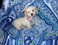 Toby , a male Maltipoo for sale in Houston, TX – 3 of 7
