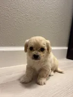 Tiny, a male Maltipoo for sale in Houston, TX – 5 of 5