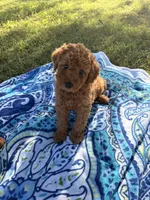 Apollo , a male Poodle - Miniature  for sale in Houston, TX – 3 of 8