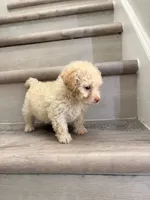 Poppy, a male Maltipoo for sale in Houston, TX – 3 of 7