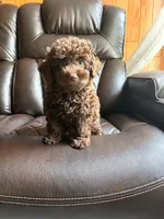Ollie , a male Poodle - Miniature  for sale in Houston, TX – 6 of 7