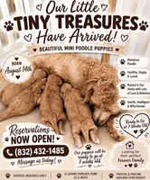 Red, a male Poodle - Miniature  for sale in Houston, TX – 5 of 5
