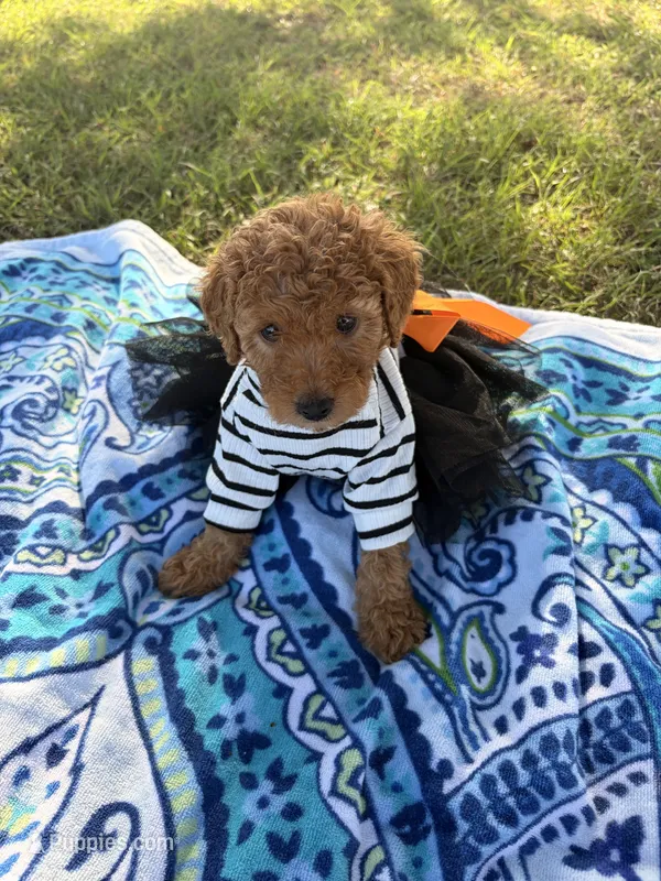 Princess  – Poodle - Miniature  puppy for sale in Houston, TX