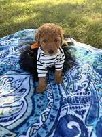Princess , a female Poodle - Miniature  for sale in Houston, TX – 7 of 10