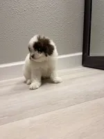 Patches, a male Poodle - Miniature  for sale in Houston, TX – 3 of 7