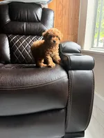 Chloe, a female Poodle - Miniature  for sale in Houston, TX – 5 of 6