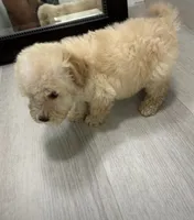 Cooper, a male Maltipoo for sale in Houston, TX – 1 of 1