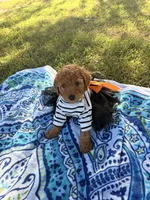 Princess , a female Poodle - Miniature  for sale in Houston, TX – 4 of 10