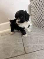 Luna , a female Maltipoo for sale in Houston, TX – 5 of 5