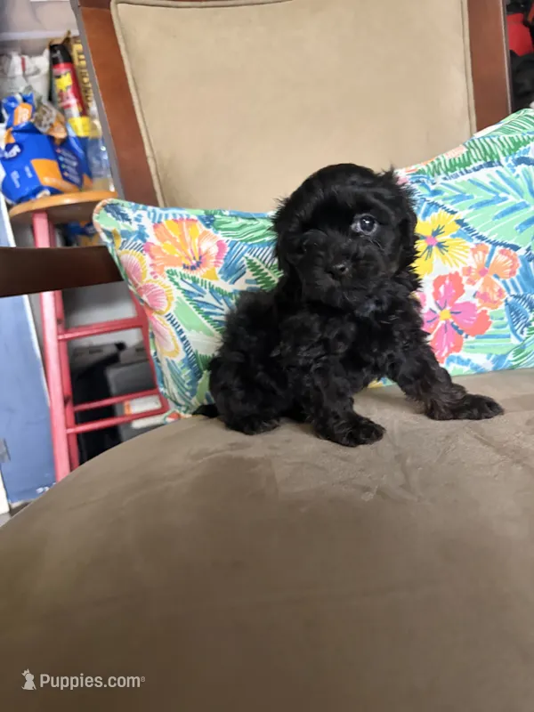 Lola  – Maltipoo puppy for sale in Houston, TX