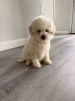 Ruby , a female Maltipoo for sale in Houston, TX – 2 of 4