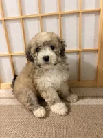 Poppy, a male Maltipoo for sale in Houston, TX – 2 of 3