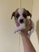 Boy 2, a male Chihuahua for sale in Murphy, NC – 4 of 4