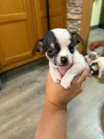 Boy 1, a male Chihuahua for sale in Murphy, NC – 2 of 5
